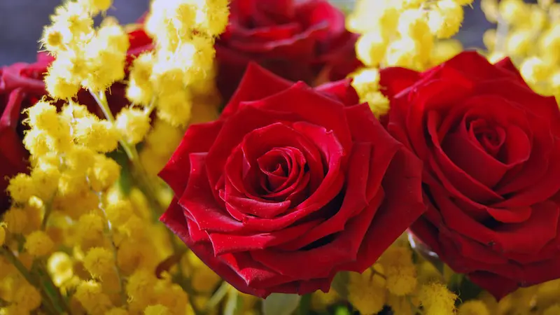 Giornata Internazionale della Donna: mimose e numeri, un divario che non possiamo ignorare