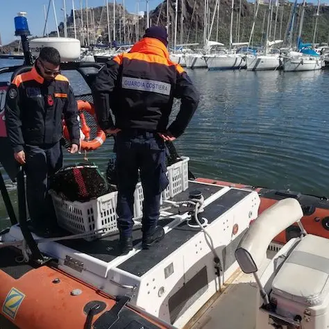 Sequestrati dalla Guardia costiera 2.500 ricci di mare