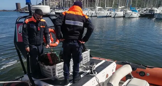 Sequestrati dalla Guardia costiera 2.500 ricci di mare