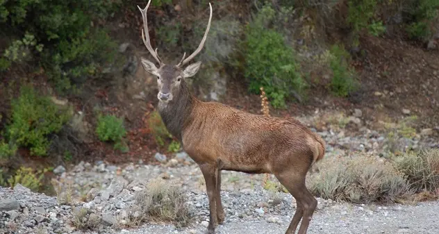 Cerva ferita si tuffa in mare per scappare dai cani da caccia