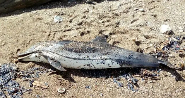 Le mareggiate lasciano un delfino morto sulla spiaggia dell'Argentiera