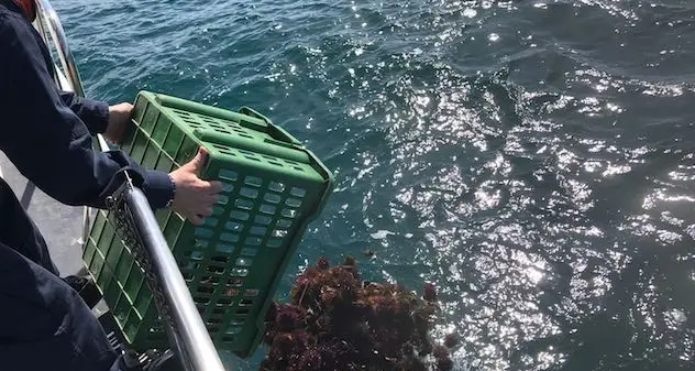 Sorpresi a pescare ricci nell'Area marina protetta di Capo Caccia