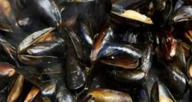 Cozze dalla Spagna, il Ministero della Salute richiama il prodotto per rischio microbiologico