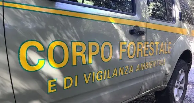 Si perdono mentre cercano funghi: ritrovati i coniugi dispersi a Gutturu Mannu