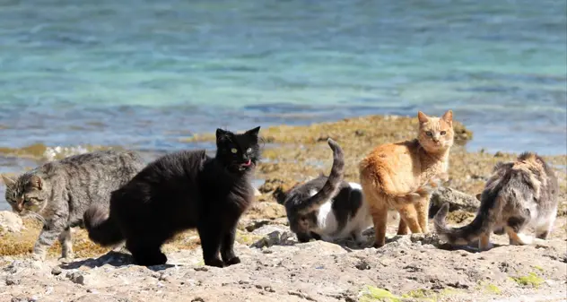 L’Oasi felina di ‘Su Pallosu’: ora è nella lista del Patrimonio Unesco