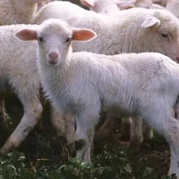 Agnello di Sardegna Igp: nuove etichette anti-frode con la Zecca dello Stato