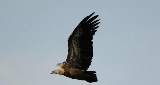 Parco Naturale di Porto Conte: sabato la liberazione di 14 grifoni