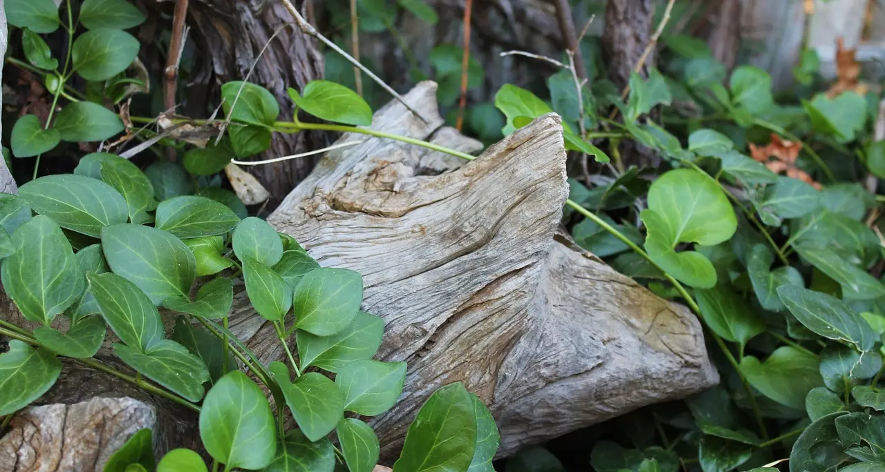 Domenica 6 maggio la “Passeggiata Ecologica 2018”