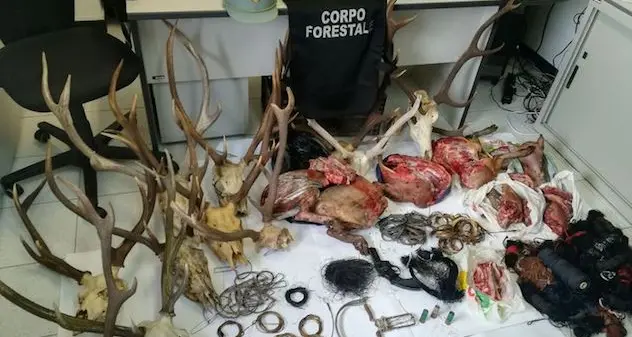 Sette operai di Forestas indagati per bracconaggio: uccidevano cervi e cinghiali per poi venderli