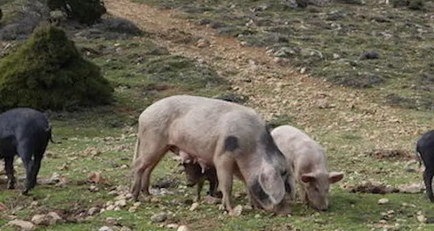Peste suina: abbattuti ad Aritzo 15 maiali