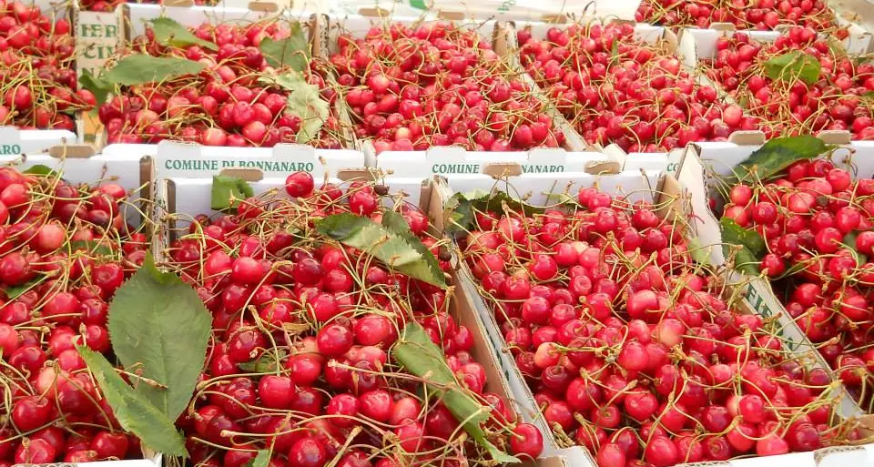Trentesima edizione della fiera delle ciliegie: venerdì 4 maggio incontro con i produttori