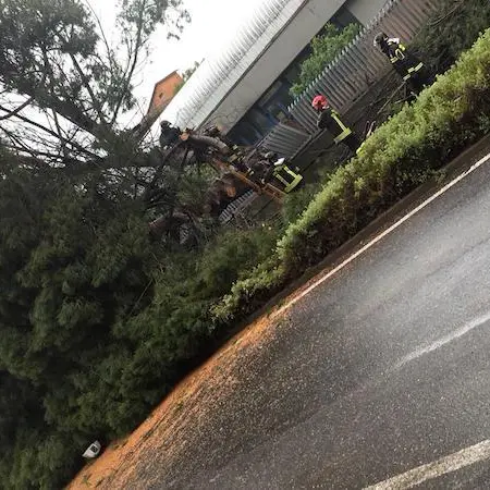 Il maestrale abbatte un albero in via Gennargentu