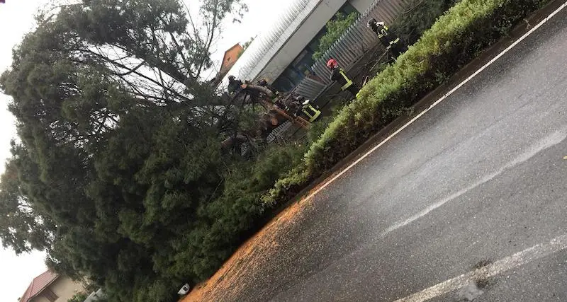Il maestrale abbatte un albero in via Gennargentu