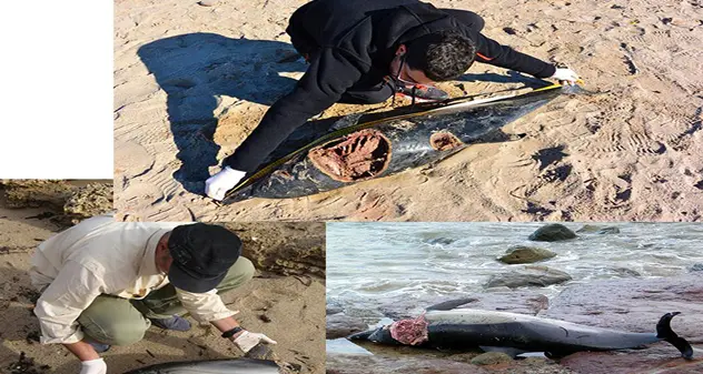 Attacchi di squali in Sardegna, delfini divorati e lasciati a pezzi in mare