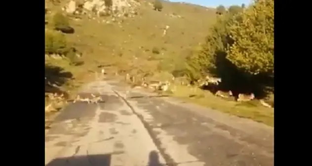 Decine di mufloni attraversano la strada sul Gennargentu | VIDEO