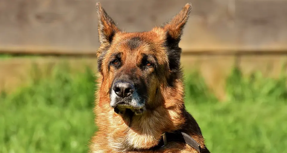 Lotta al randagismo: entro il 12 maggio le adesioni per la microchippatura dei cani