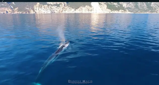 L'incontro con le balenottere nelle acque di Cala Gonone | VIDEO