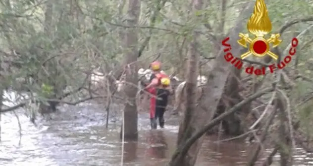 Maltempo, i Vigili del fuoco salvano trenta pecore