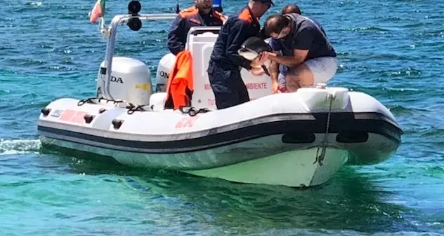 Is Arutas, cucciolo di delfino salvato dalla Guardia Costiera