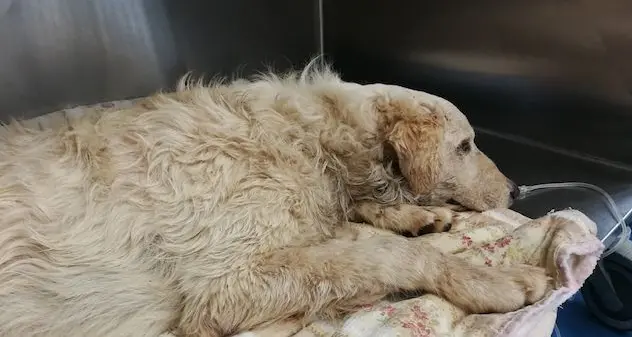 Cane gettato dal ponte: \"Ha superato l'intervento e al momento non é in pericolo di vita\"