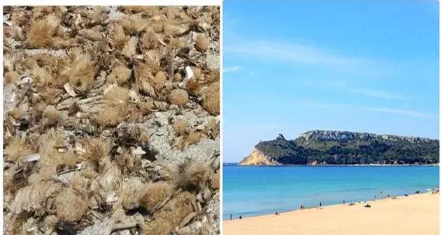 Poetto, “Il Comune non pulisce la spiaggia, facciamola pulire ai detenuti”