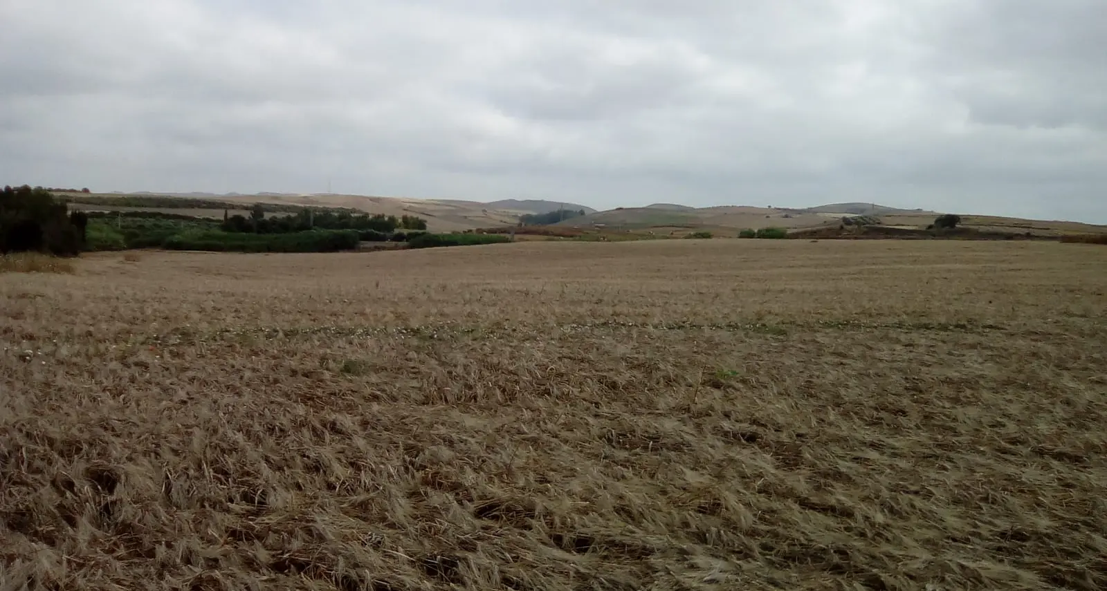 Allarme cerealicoltura: rischio estinzione per il grano sardo