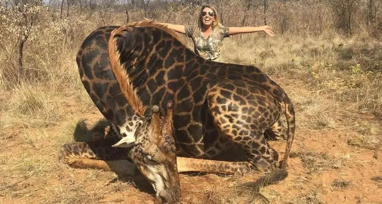 Esemplare di giraffa nera uccisa per una foto ricordo