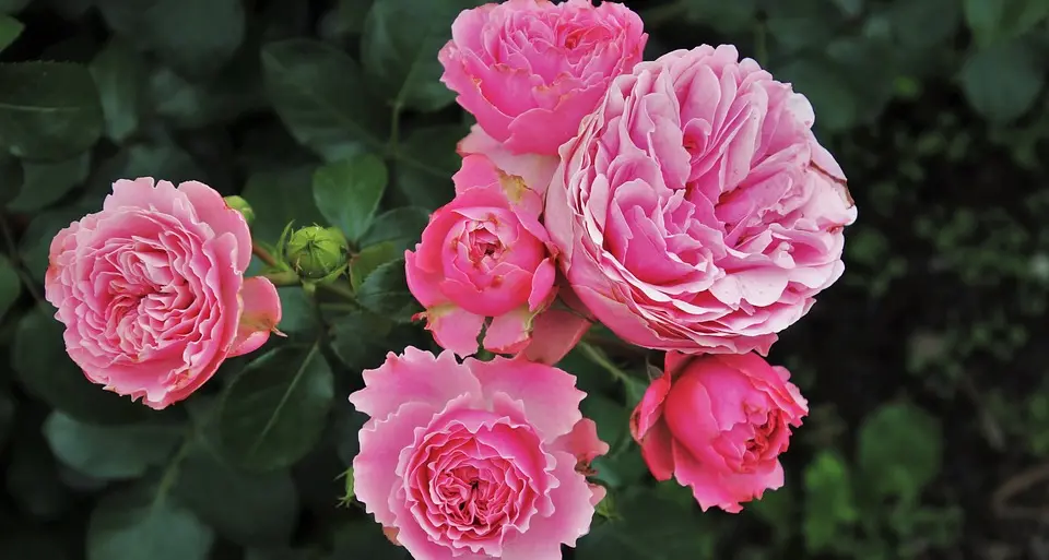Prima edizione di “Thiesi in fiore”: pubblicato il bando