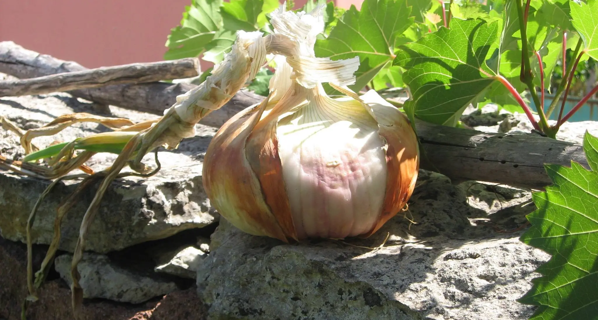 Sabato 21 luglio la “Sagra della Cipolla Dorata”