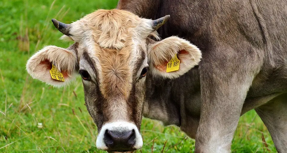 Bovini da carne: la Giunta stanzia 2,2 milioni di euro