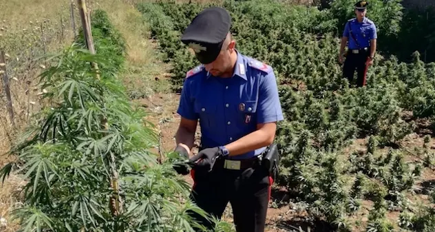 Coltivazione di cannabis: i Carabinieri arrestano un 25enne