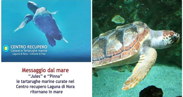 Pinna e Jules, le due tartarughe caretta caretta tornano in mare