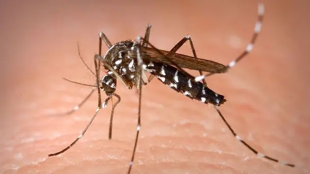 Allerta West Nile in Sardegna: 39 casi e quattro decessi nel 2025