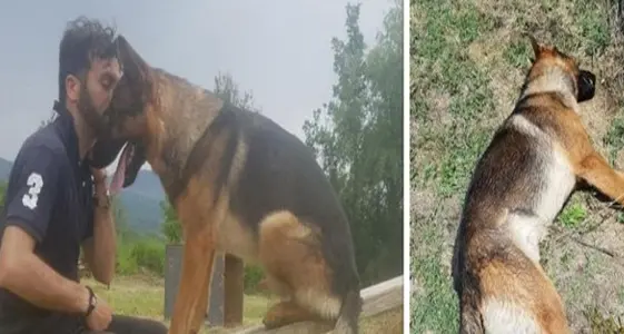 Addio al cane-eroe di Amatrice: “Salvava gli esseri umani, gli stessi che l’hanno avvelenato”