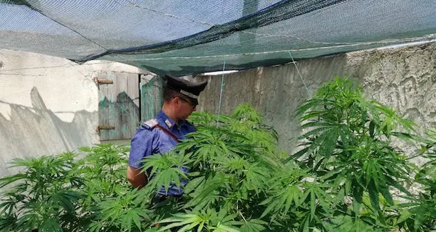 Carabinieri scoprono coltivazione di cannabis: arrestato 66enne