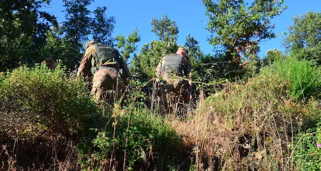 Furto di sughero a Tonara: Carabinieri sulle tracce dei malviventi