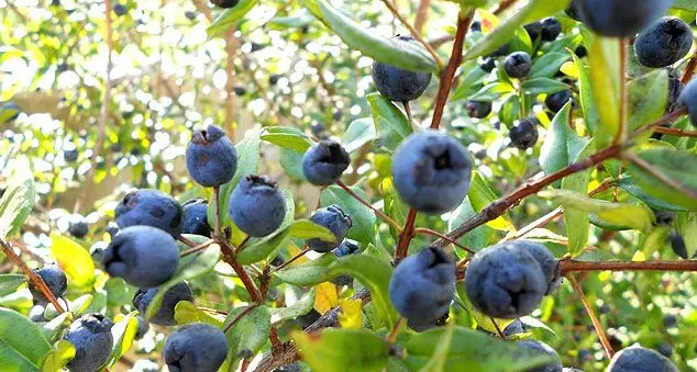 Grande successo per la Sagra del Mirto, oggi la serata conclusiva