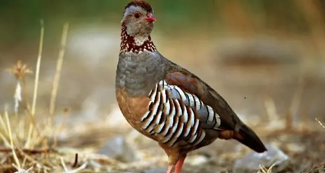 Ecologisti al Tar contro la caccia a lepri e pernici