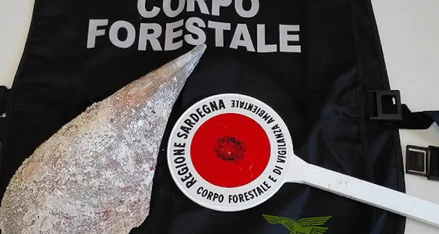 Pesca una “nacchera” in area protetta: denunciato un turista