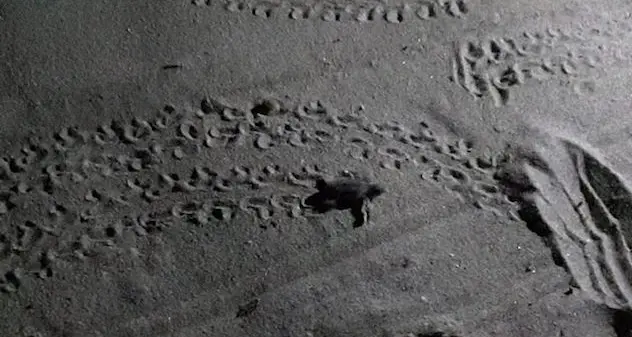 Settantasei esemplari di tartaruga Caretta caretta sono nati nella notte sulla spiaggia del Poetto