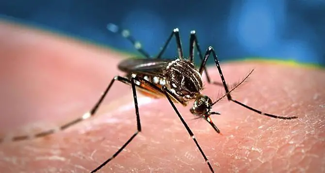 Febbre del Nilo Occidentale, sospetto focolaio nel territorio di Ottana