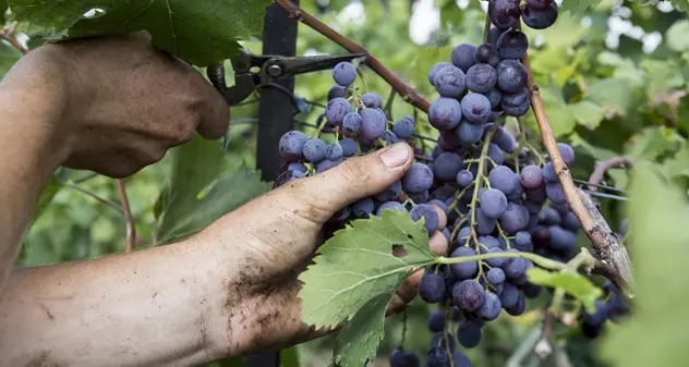 Cibo, cultura e buon vino con Sa Fest'e Sa Binnenna: ecco il tour guidato