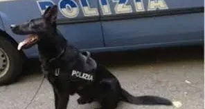 Cane poliziotto “accusato” di essere fascista durante il consiglio comunale