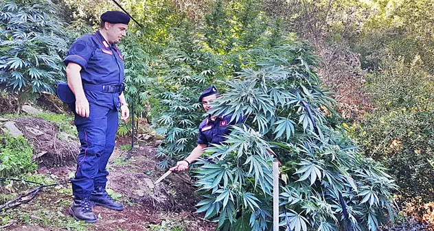 Coltivava marijuana in una serra artigianale: nei guai un 38enne incensurato