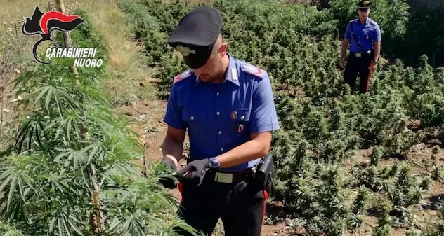 Marijuana nell'ovile: arrestati un 42enne e un 57enne di Ollolai