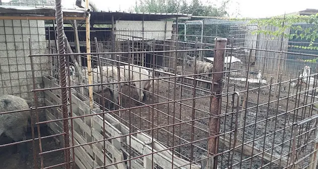 Peste suina. Individuati a Lotzorai e Girasole 2 allevamenti illegali