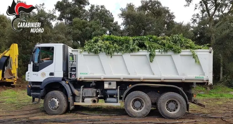 Scoperta maxi piantagione di marijuana a Ortueri: immessa nel mercato avrebbe potuto fruttare circa 4 milioni di euro