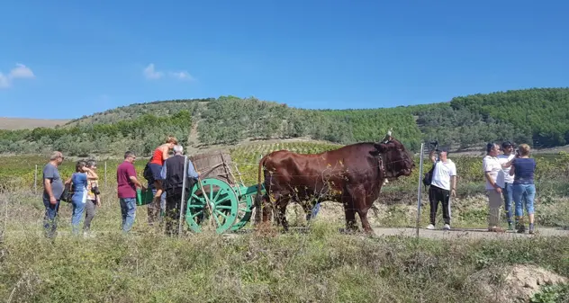 Piedi nudi e vino: vendemmia in tour incanta la Sardegna turistica