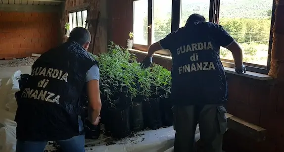 Scoperta piantagione di marijuana in un capannone abbandonato