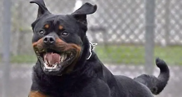 Rottweiler attacca bimbo, padrone lo uccide